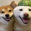 카리