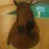 리락헌