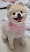 내숭미