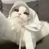 냥예린