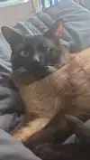 은단좌