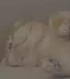 찌후