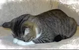 꽈추일
