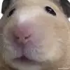 Liver00