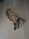 자브자브