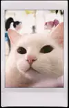 bigfacecat66