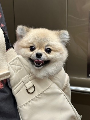 스트리머 로고