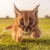 페넥여우_99
