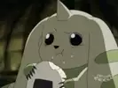 쪼질