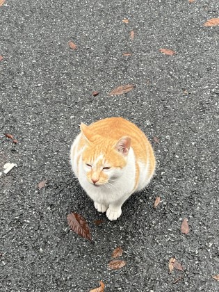 스트리머 로고