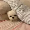 벼리구리