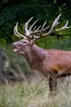 goldenmonste