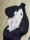 망령고래