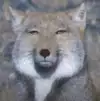 티알!