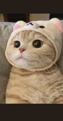 스트리머 로고