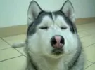 로나짱