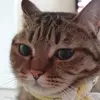 ♡냥식