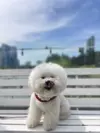 복실이오빠