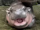 하마7