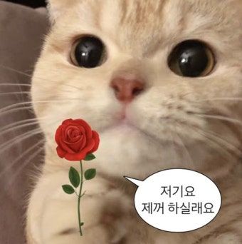 스트리머 로고