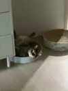 은제라