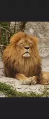 푸푸
