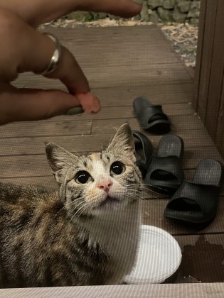 스트리머 로고