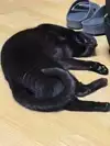 김사막