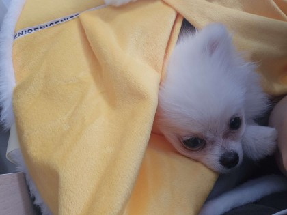 스트리머 로고