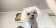투벌