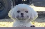 요거또