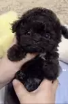 콩순이콩돌이
