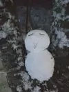 탐나는앵춘