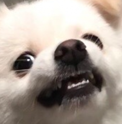 스트리머 로고
