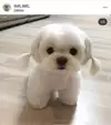 단람쥐