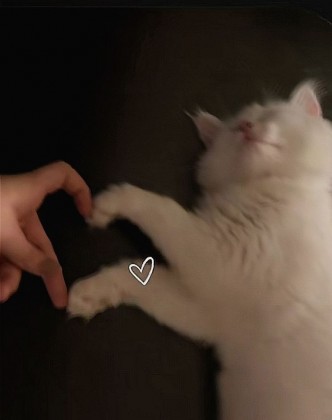 스트리머 로고