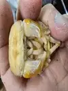 jeephopei