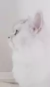 지똥이-