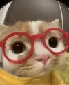 디테인