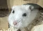 예zi랄