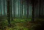 강차노