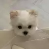 깜귤이