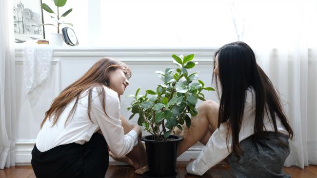 스트리머 로고