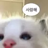 킴백호