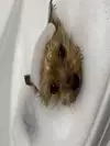 밍순