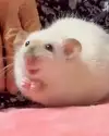 민준핑22