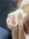칸타타0