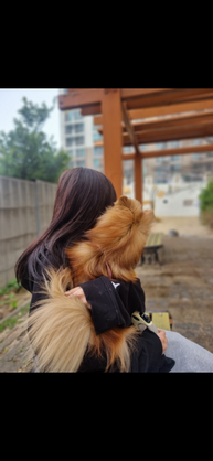 스트리머 로고