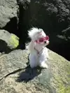 로이:-)