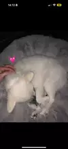 또혀니얍